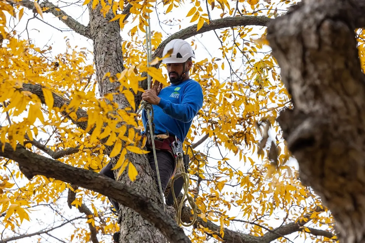 Skilled Tree Pruning crew working in Carrollton